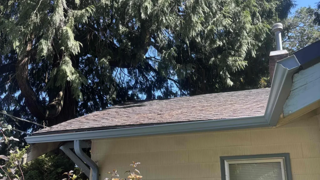 Large evergreen branches hanging over an asphalt shingle roof with a gray gutter, corner, and downspout below