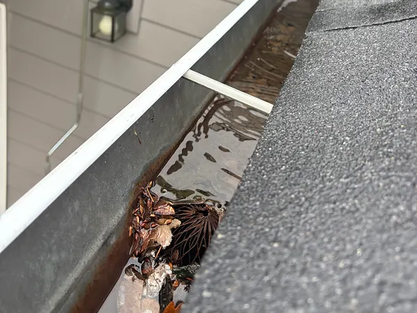 Close-up of a gutter holding standing water, wet leaves, and packed conifer needles along the roof edge
