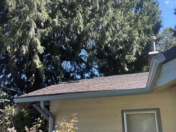 Gutter and downspout on a cream Portland home tucked under a tall fir tree that drops needles into the gutter