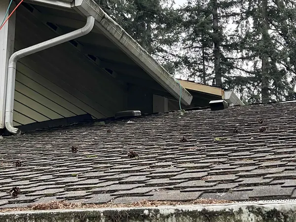 Older moss-stained gutter along a shingle roof covered in fir cones, with Douglas fir trees overhead