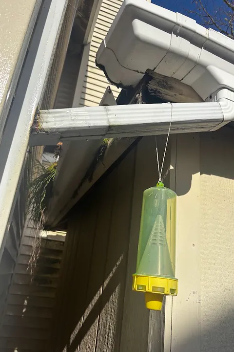 Gutter corner and downspout elbow hanging loose from a blackened, rotted fascia board