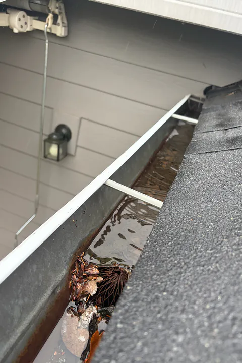 Looking into a gutter partly filled with leaves and grit along a shingle roof edge
